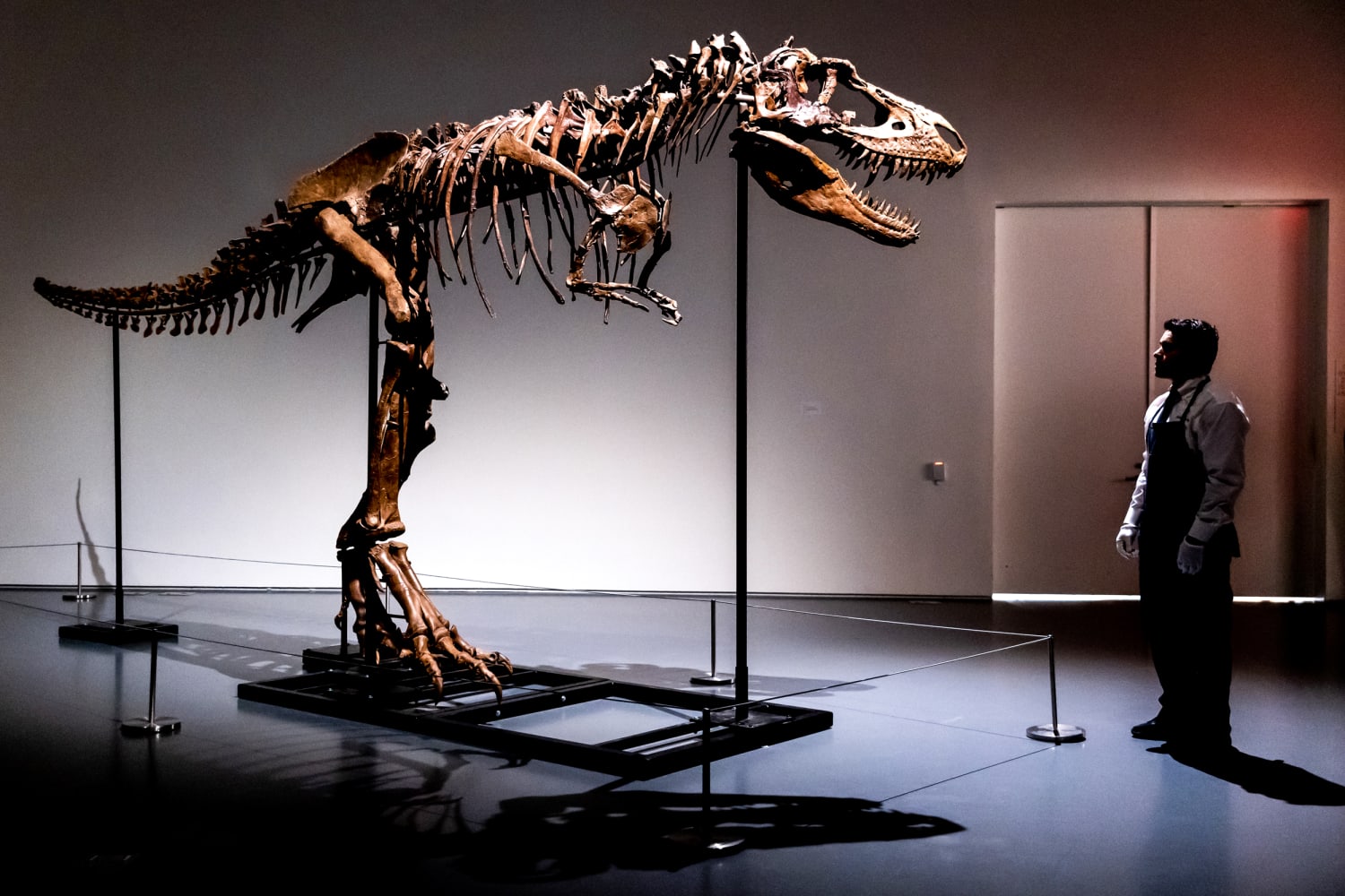 Museum-Quality T-Rex Skeleton